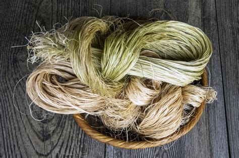  Ramie: La Fibre Miracle pour un Textile Durable et Renforçant?